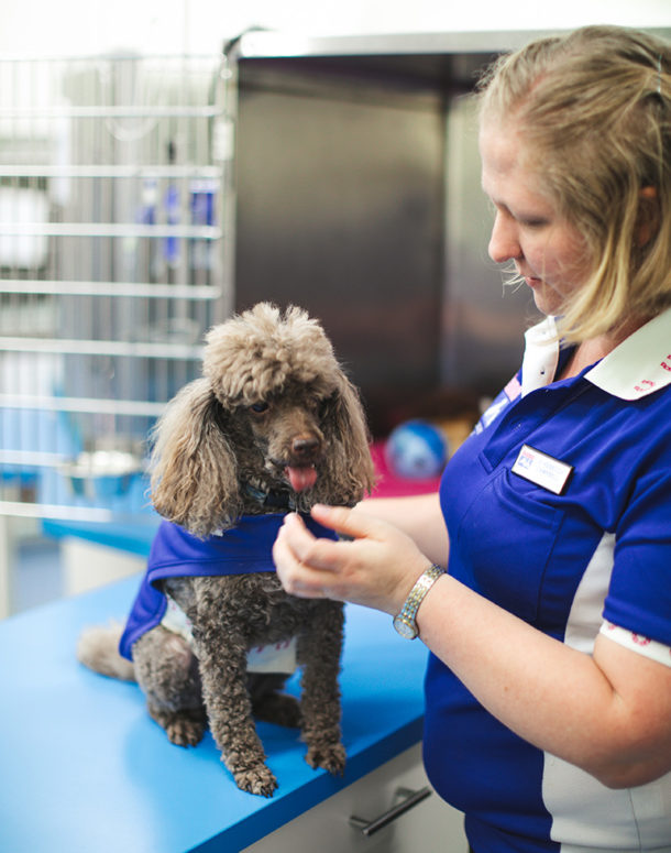Small Animal Consultations Redlands Veterinary Clinic