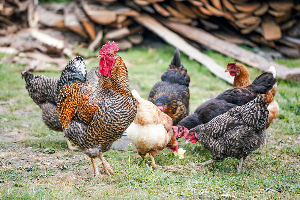 Poultry and Bird Services at Redlands Vet