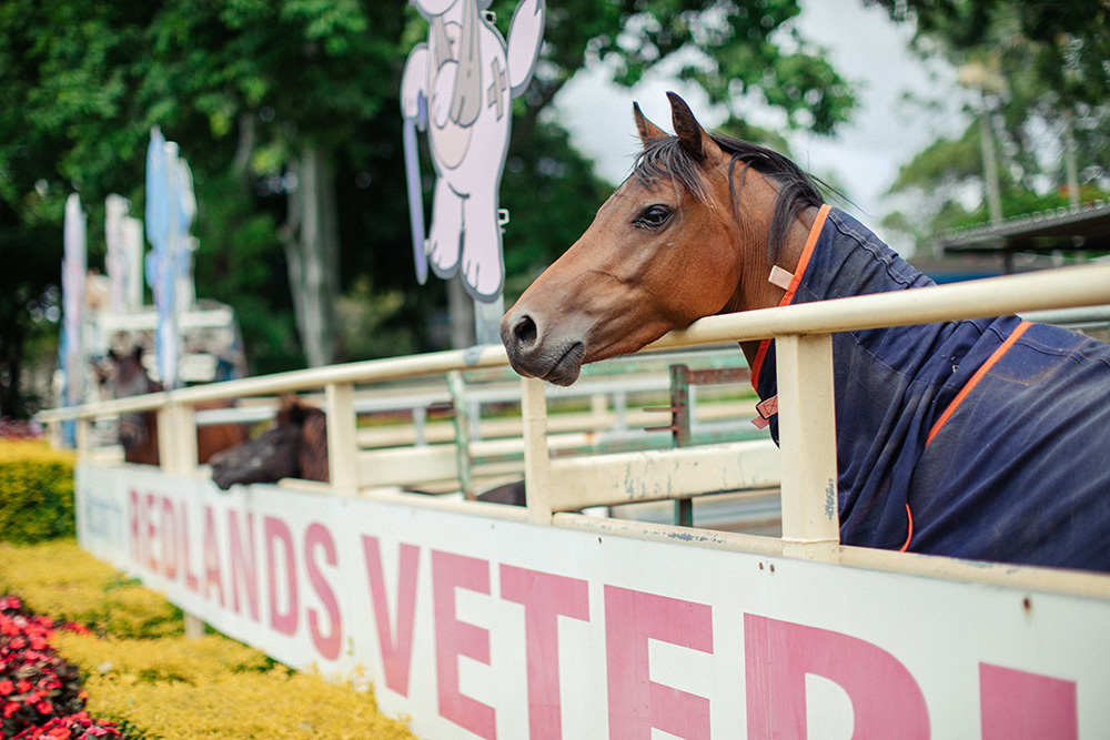 Horse Services at Redlands Vet