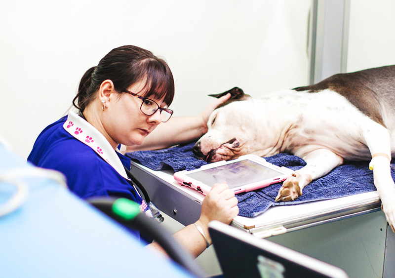 Small Animal Medicine | Redlands Veterinary Clinic
