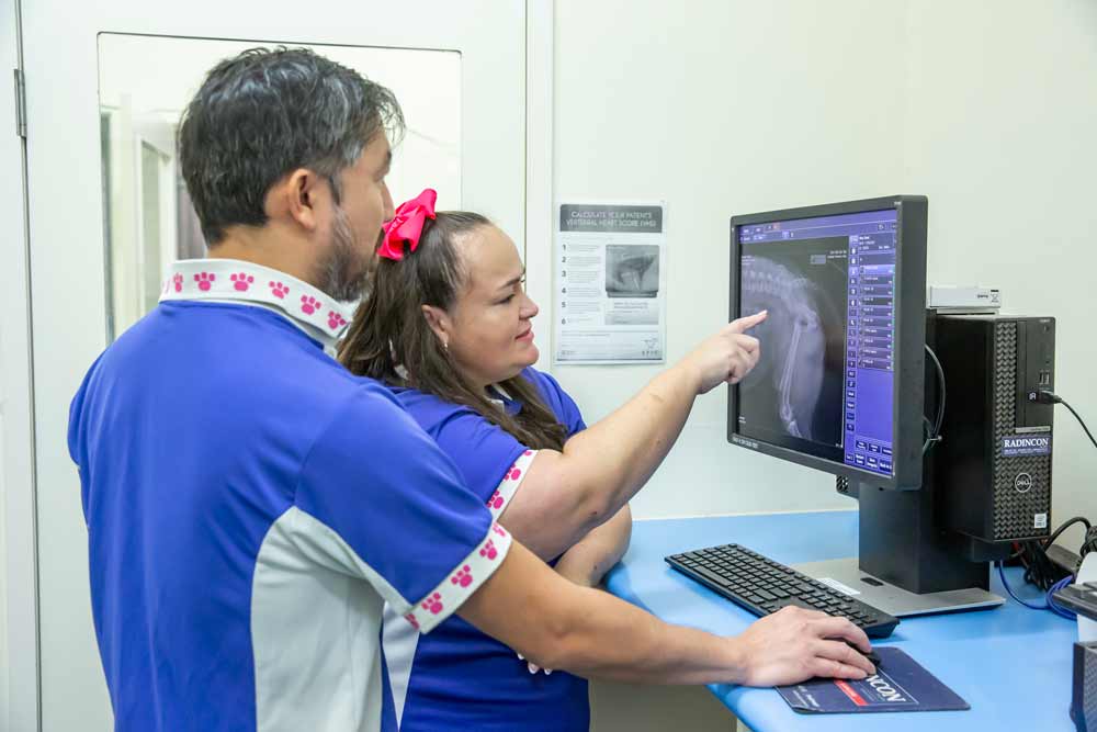 Small Animal Medicine at Redlands Vet Small Animal Medicine at Redlands Vet